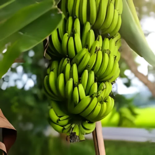 Healthy N1 Banana Plant with green leaves – Pakistan gardening