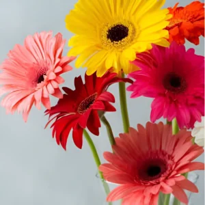 Gerbera Flower Hybrid F1 Seeds (10 Seeds)