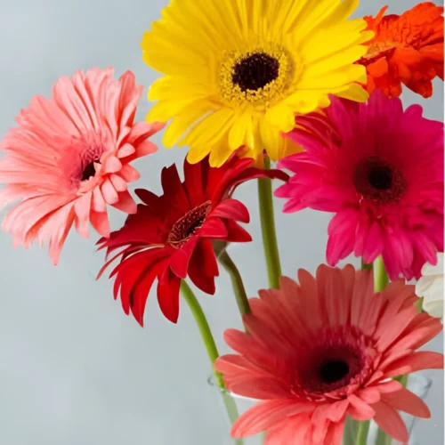Gerbera Flower Hybrid F1 Seeds (10 Seeds)