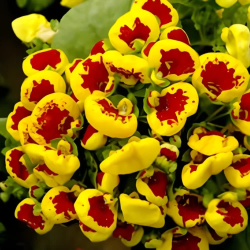 Calceolaria plant in full bloom with vibrant pouch-shaped flowers