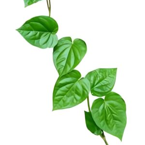 Paan Vine (Betel Leaf Vine / Bail)