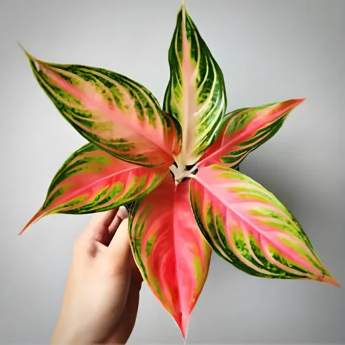 Close-up of vibrant red and green leaves of Aglaonema Red Sunset – SeedBeej.pk