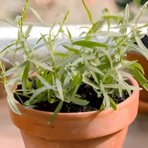 Close-up of aromatic tarragon leaves grown in home garden – SeedBeej.pk
