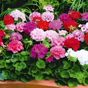 Hybrid F1 Geranium Plant Seeds for vibrant garden flowers