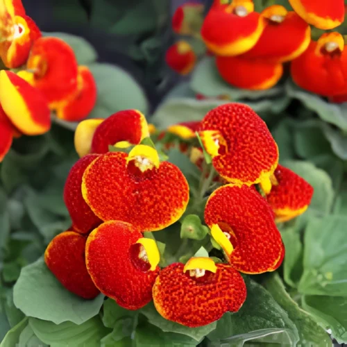 Close-up of Calceolaria Pocketbook flower grown from SeedBeej.pk seeds