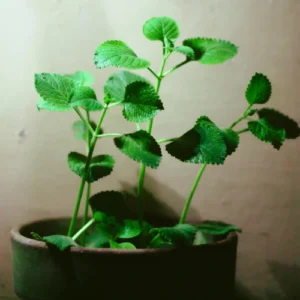 Oregano Plant