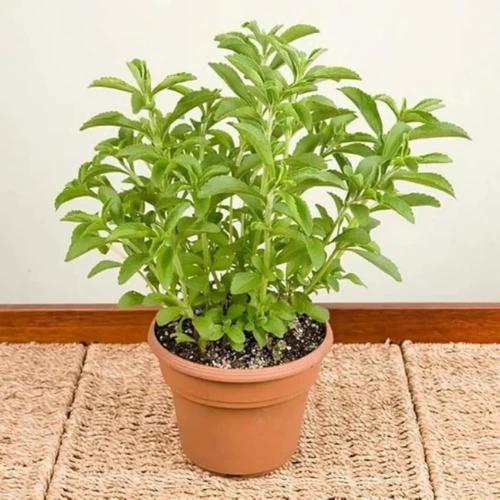 Fresh stevia plant for home garden in Pakistan – natural sugar alternative
