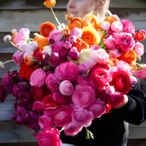 Ranunculus Flower hybrid F1 Seeds (10 Seeds)