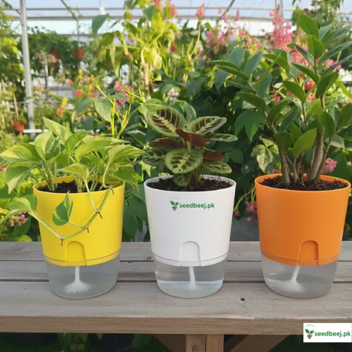 Self watering Pots buy online near me