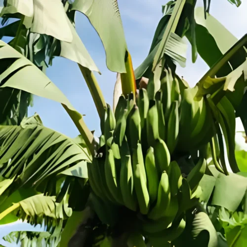Healthy N1 Banana Plant with green leaves – Pakistan gardening