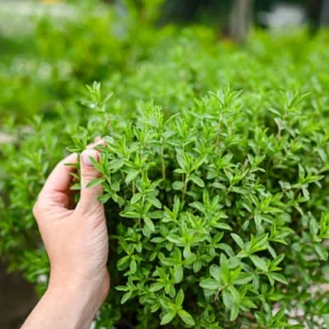 41 (3) Thyme plant