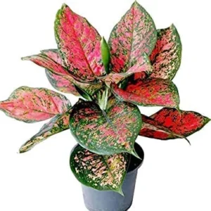 Aglaonema Red indoor plant with vibrant red and green foliage in a white pot on wooden table – perfect colorful houseplant for Pakistani homes