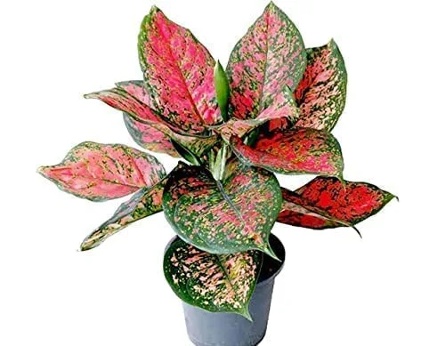 Aglaonema Red indoor plant with vibrant red and green foliage in a white pot on wooden table – perfect colorful houseplant for Pakistani homes