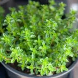 43 (3) Thyme Plant