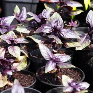 43 (4) Red Basil Plant