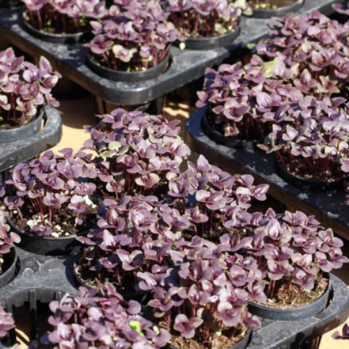 Red Basil Plant seedlings with purple leaves – fresh herb plants Red Basil Plant seedlings with purple leaves – fresh herb plants