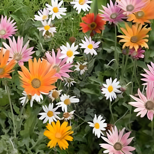 Arctotis Flower Mix Seeds (approx.20 seeds)