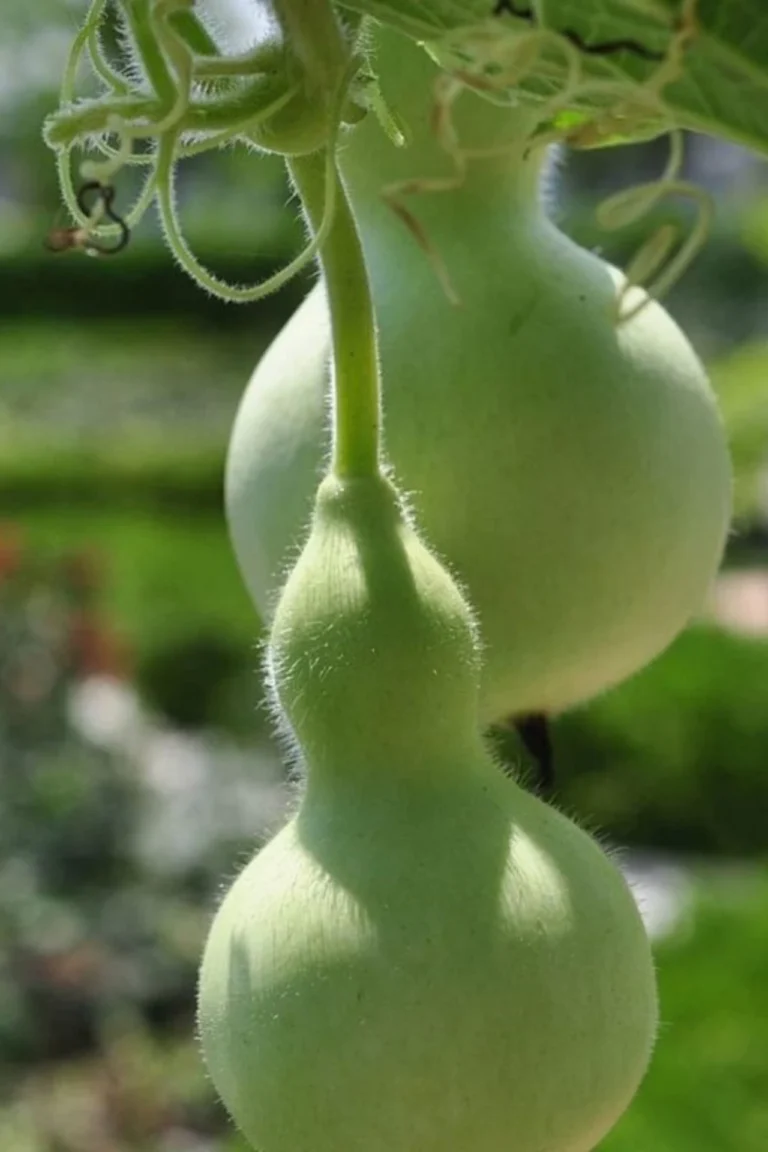 Fresh bottle gourd grown from premium seeds in Pakistan home garden