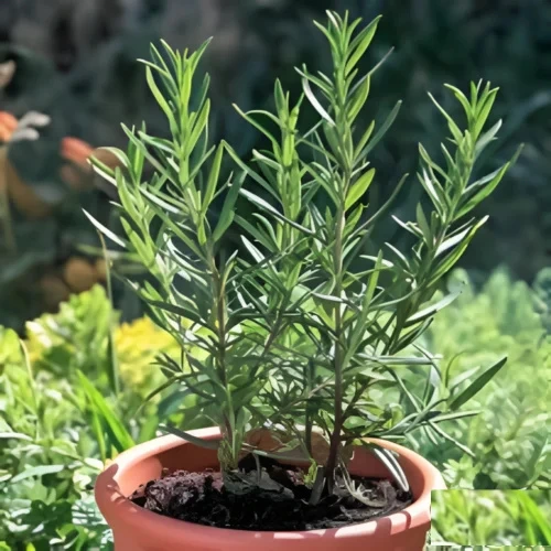 Rosemary Plant