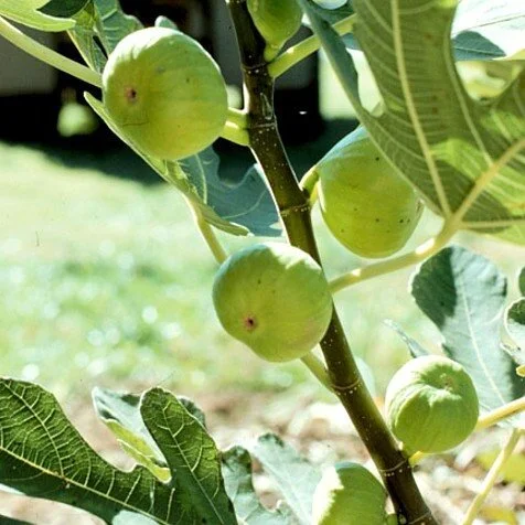 Healthy Turkish White Fig Plant 2–3 feet for home garden – SeedBeej.pk