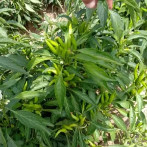 Chilli Upshoot Seed Hybrid F1