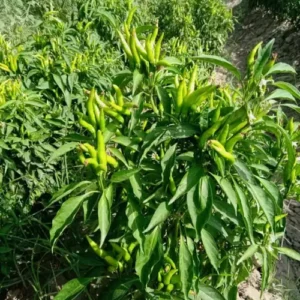 Chilli Upshoot Hybrid F1 Seeds growing upright in a kitchen garden