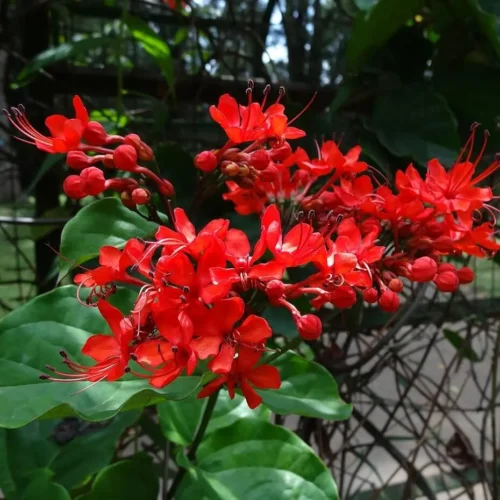 Clerodendrum Red Vine young plant with glossy green leaves – SeedBeej.pk