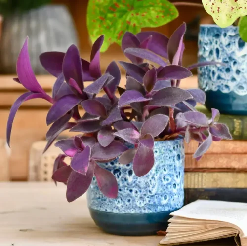 Purple Heart Plant with vibrant purple leaves and small pink flowers in Pakistan garden