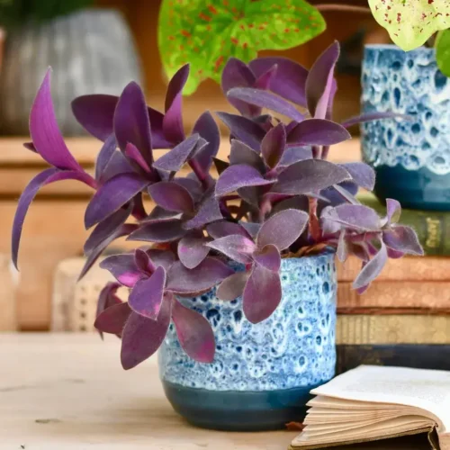 Purple Heart Plant with vibrant purple leaves and small pink flowers in Pakistan garden