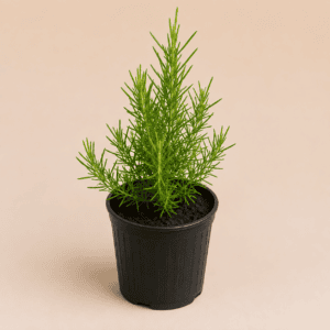 Buy Rosemary Plant online in Pakistan at best price
