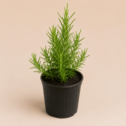 Buy Rosemary Plant online in Pakistan at best price