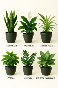 Air purifying indoor plants in Pakistan placed in low light apartment space with organic compost and plant care tools from SeedBeej.pk