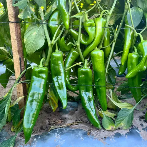 Hot Chilli King hybrid pods growing in a home garden