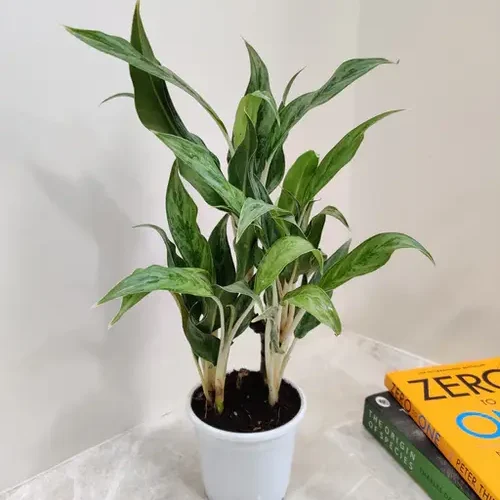 Aglaonema White Stem indoor plant in a white pot placed on marble table beside books – perfect low-light houseplant for Pakistani homes
