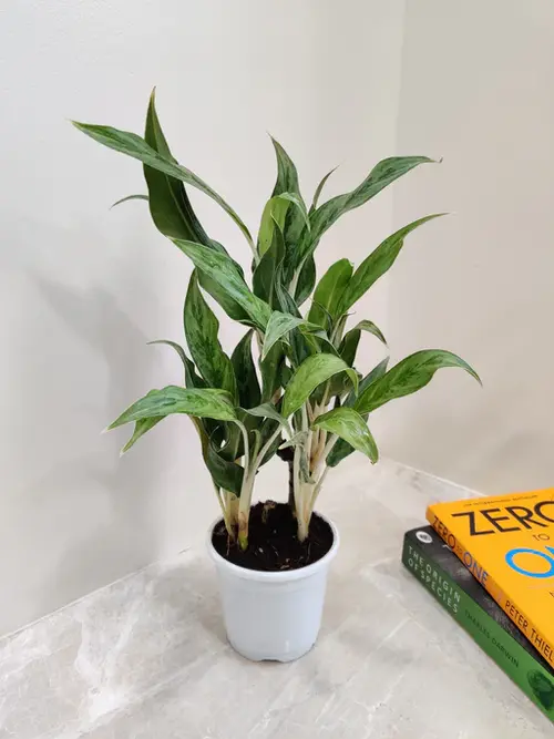 Aglaonema White Stem indoor plant in a white pot placed on marble table beside books – perfect low-light houseplant for Pakistani homes