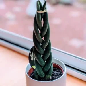 Braided Sansevieria Cylindrica indoor plant in decorative pot for Pakistani homes
