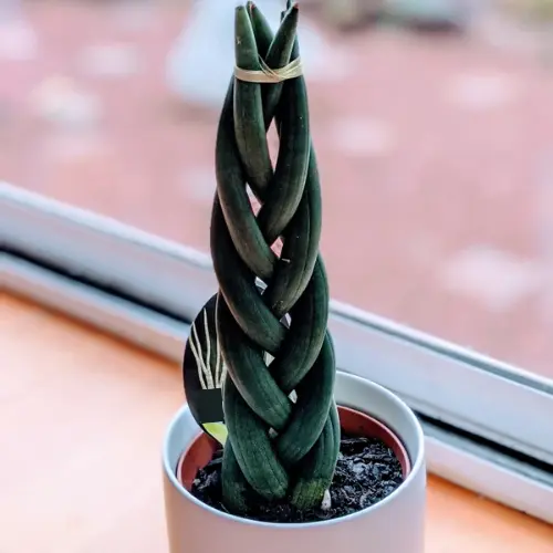Braided Sansevieria Cylindrica indoor plant in decorative pot for Pakistani homes