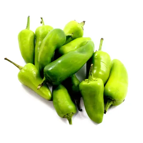 Fresh green desi chillies growing in a home garden