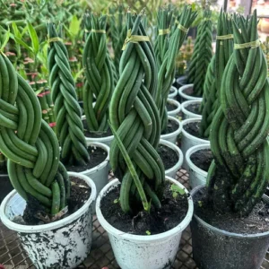 Braided Sansevieria Cylindrica