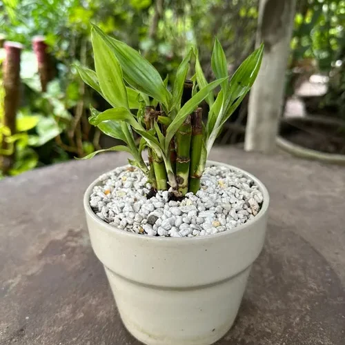 Lucky Bamboo plant in glass vase for indoor use in Pakistani home or office