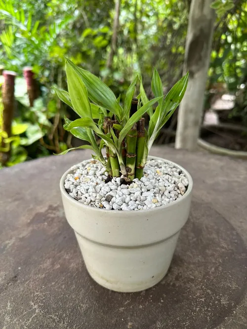 Lucky Bamboo plant in glass vase for indoor use in Pakistani home or office