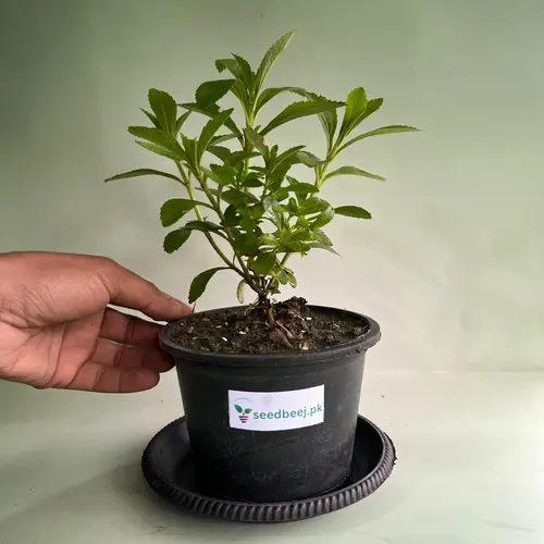 Healthy Stevia Plant in Pakistan