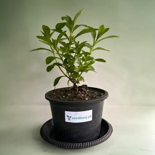 Fresh stevia plant for home garden in Pakistan – natural sugar alternative