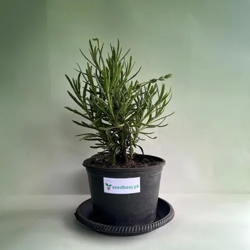 potted lavender plant with purple flowers