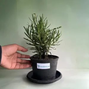 lavender plant for balcony and indoor décor