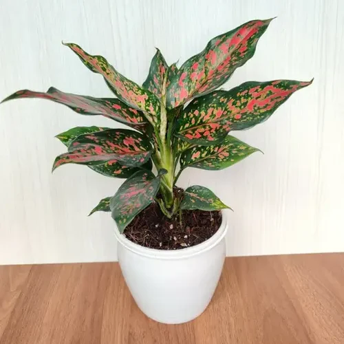 Aglaonema Red indoor plant with vibrant red and green foliage in a white pot on wooden table – perfect colorful houseplant for Pakistani homes