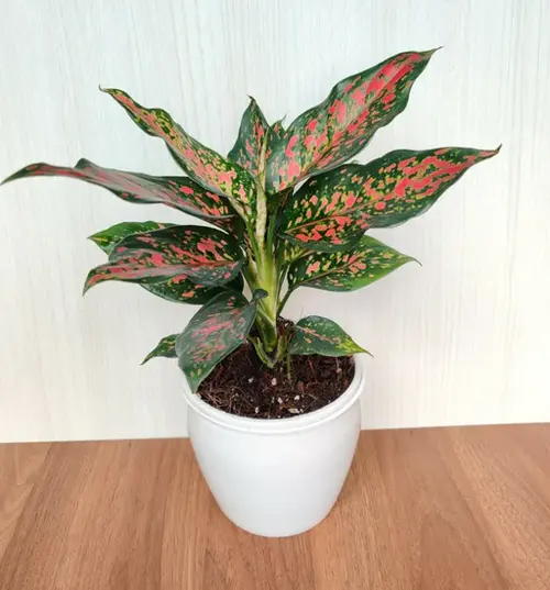 Aglaonema Red indoor plant with vibrant red and green foliage in a white pot on wooden table – perfect colorful houseplant for Pakistani homes