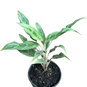Aglaonema White Stem indoor plant in a white pot placed on marble table beside books – perfect low-light houseplant for Pakistani homes