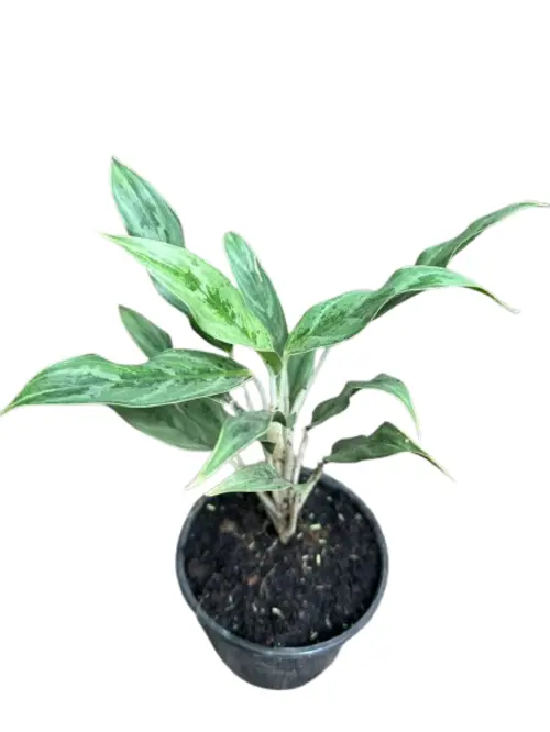 Aglaonema White Stem indoor plant in a white pot placed on marble table beside books – perfect low-light houseplant for Pakistani homes