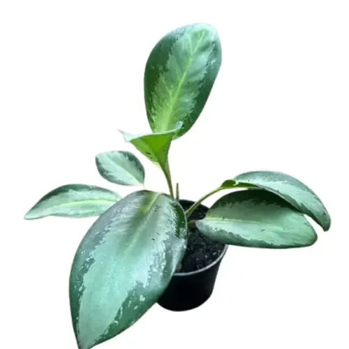 Aglaonema Silver Bay plant with large silvery-green leaves in a black pot – stylish indoor plant for homes and offices in Pakistan